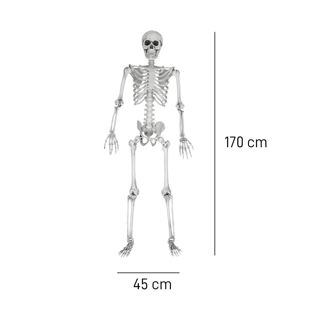 mikamax Scheletro a grandezza Naturale - 170 cm (04184)